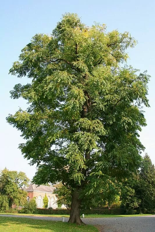 Albero del caffé (Gymnocladus diocus)