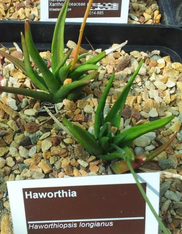 Haworthiopsis longiana