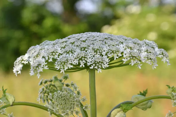 Heracleum mantegazzianum