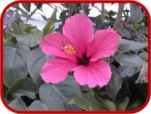 Hibiscus rosa-sinensis