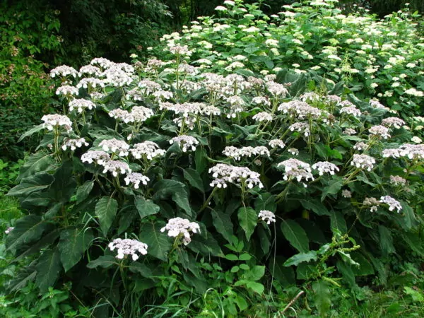 Hydrangea sargentiana