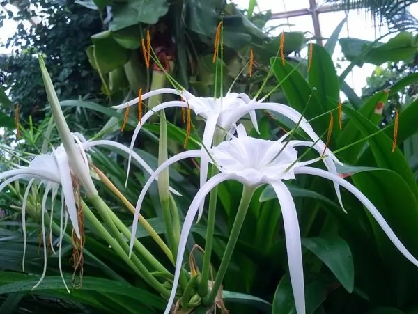 Specie Hymenocallis caribeae