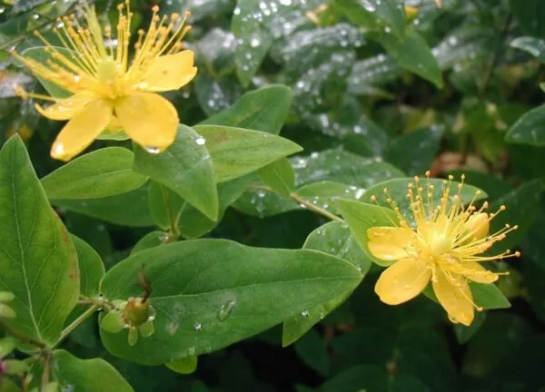 Hypericum