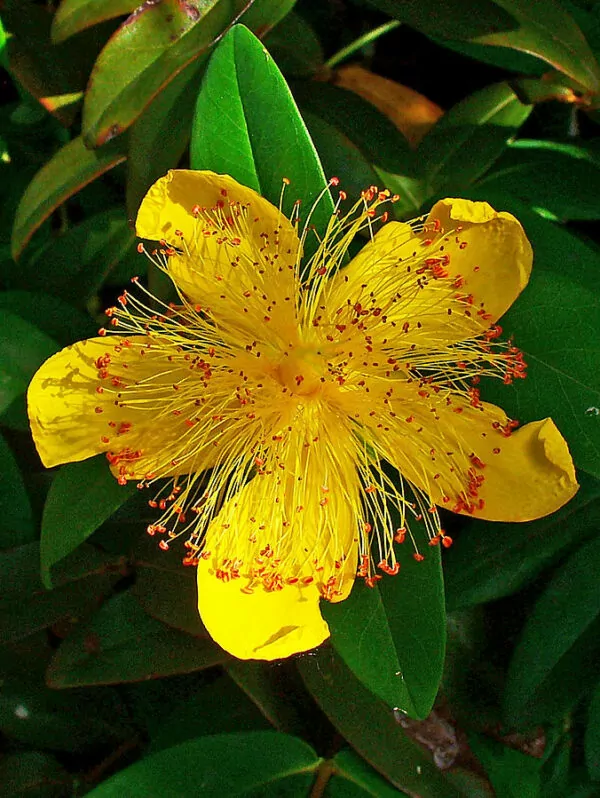 Hypericum calycinum