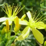 Iperico (Hypericum)