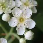 Ciavardello