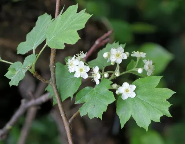 Ciavardello