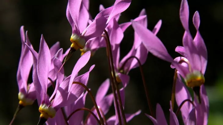 Dodecatheon meadia