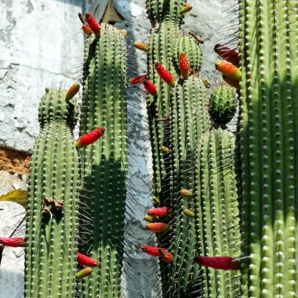 Cleistocactus laniceps