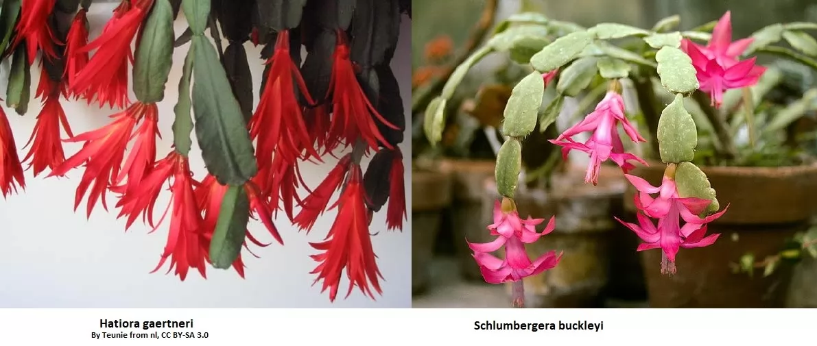 Differenza tra Hatiora gaertneri e Schlumbergera Buckleyi