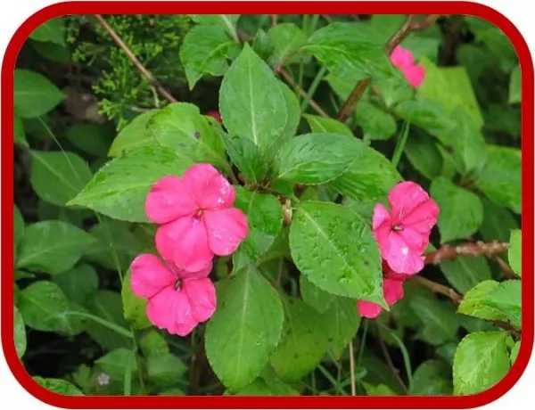 Impatiens 1 Impatiens 1