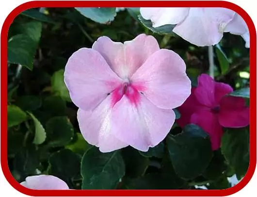 Impatiens 2 Impatiens 2