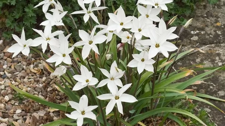 Ipheion