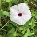 Ipomoea batatas, Patata Americana o Patata dolce