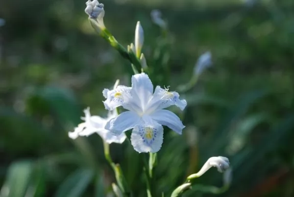 Iris japonica iris crestati