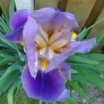 Iris barbati (sottogenere Iris)