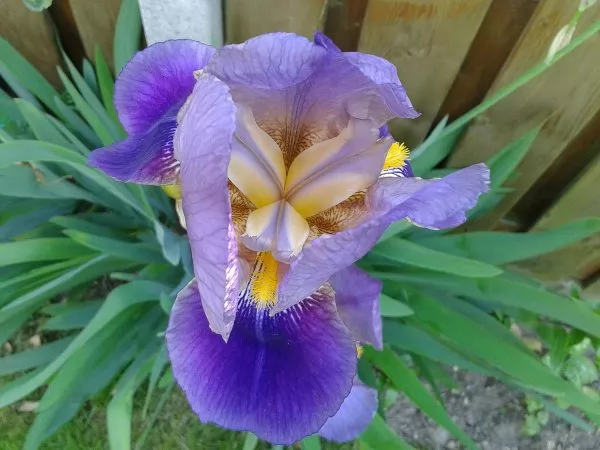 Iris barbati Iris Germanica