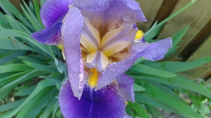 Iris barbati
