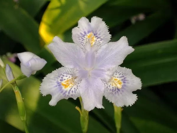 Iris crestati specie confusa