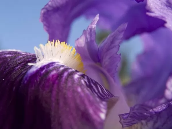 Iris croatica Iris barbati