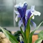 Iris Junos (sottogenere Scorpiris)