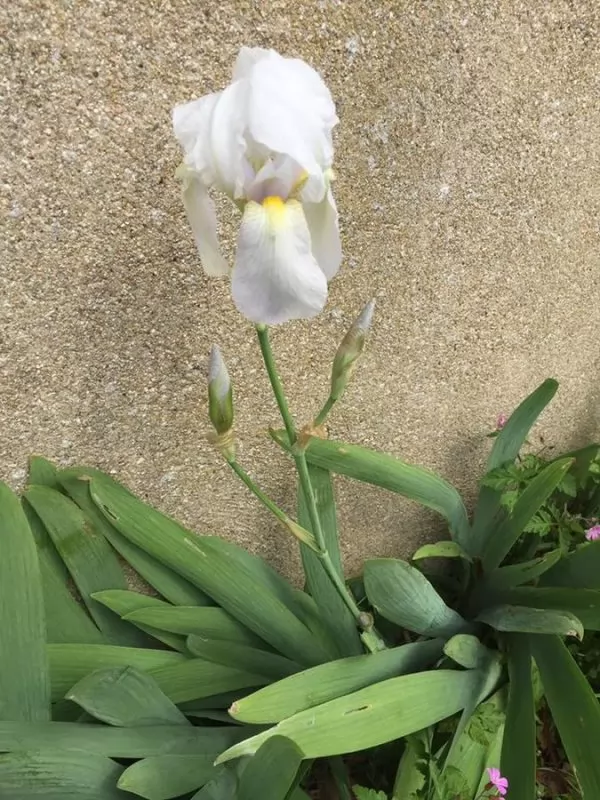 Iris barbate, Iris florentina