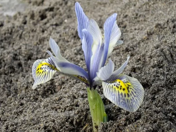Iris varietà 'Katharine Hodgkin