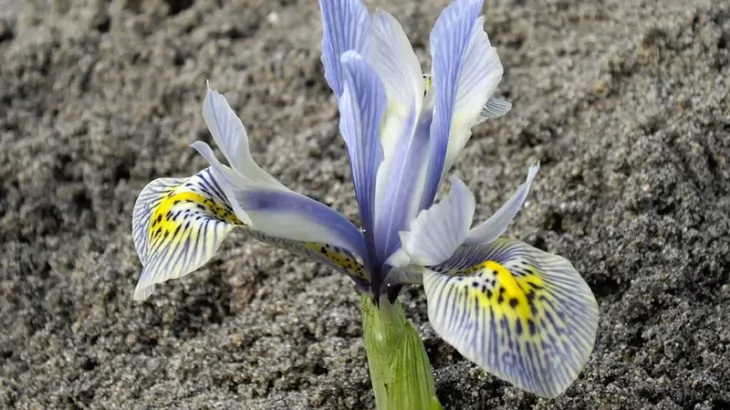 Iris Reticulata 'Katharine Hodgkin'