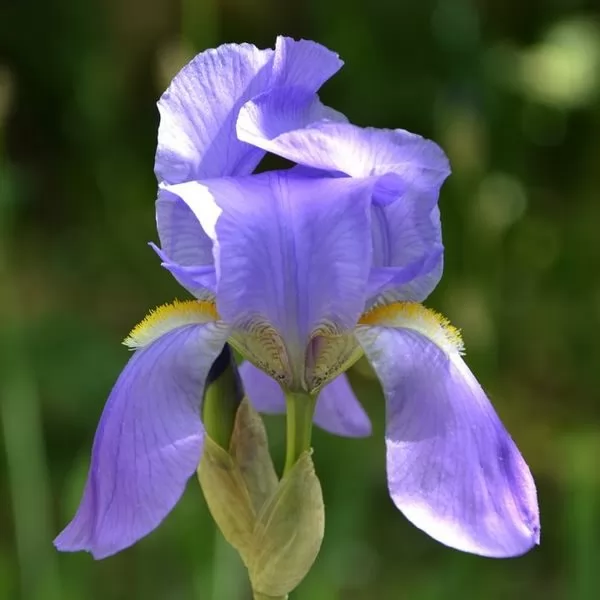 coltivazione iris pallida