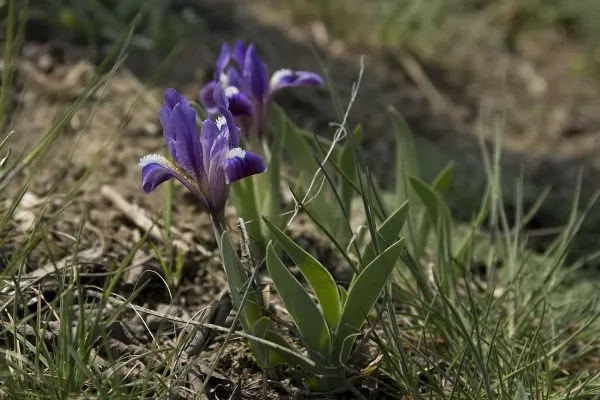 Iris barbati Iris albertii 