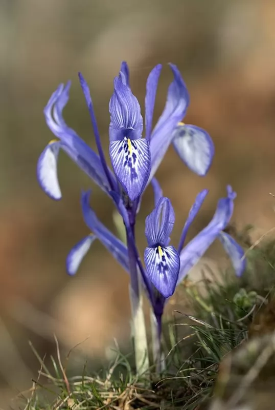 Iris Reticulata