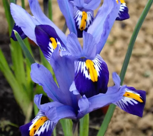 Iris varietà Gordon