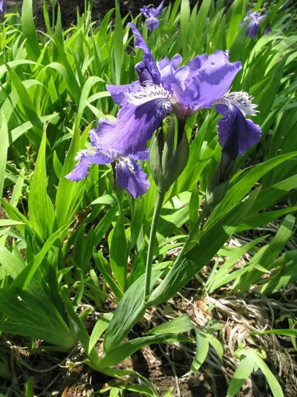 Iris crestati Iris tectorum