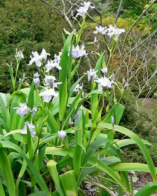 Iris crestate wattii  
