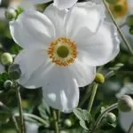 Anemone japonica o giapponese