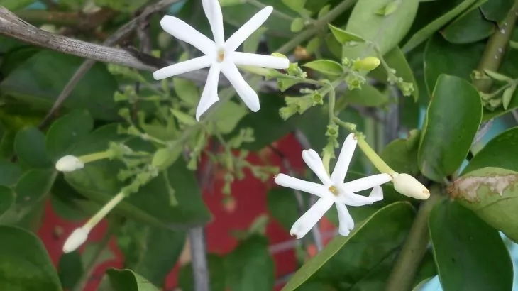 Jasminum grandiflorum