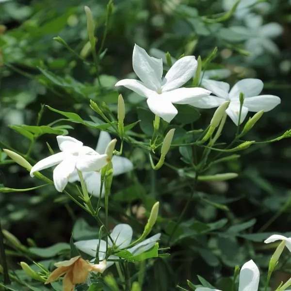  Jasminum officinale