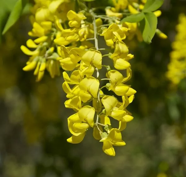 piante velenose in giardino Laburnum anagyroides