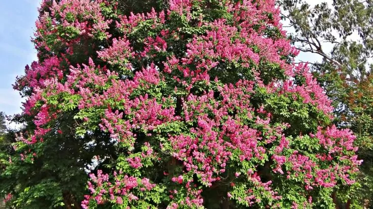 Lagerstroemia Speciosa "Giant Crape-myrtle"