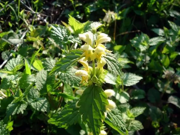 Lamium Galeobdolon