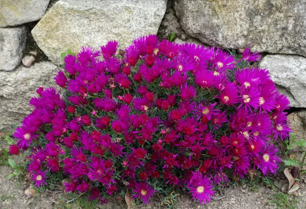 Lampranthus roseus