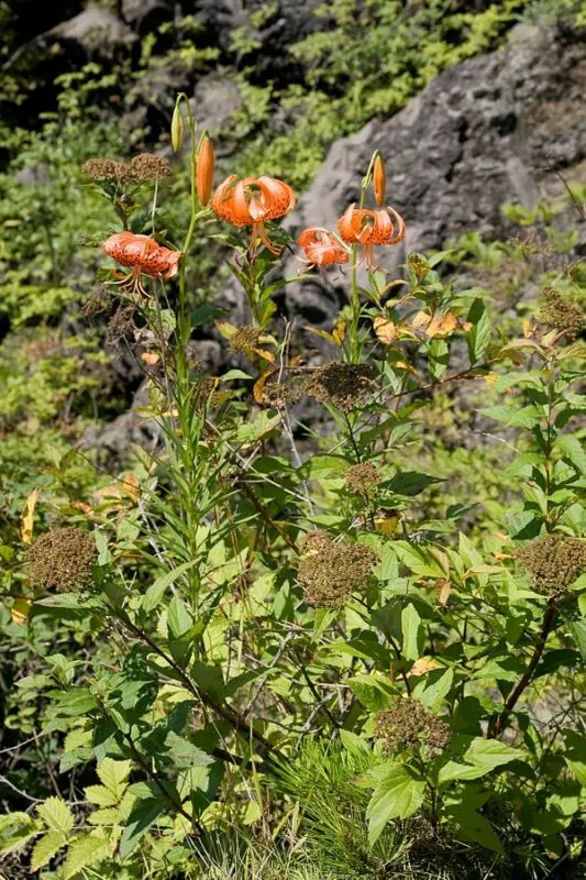 Lilium leichtlinii