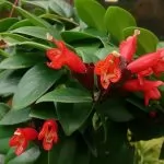 Aeschynanthus (Eschinanto o Escinanto)