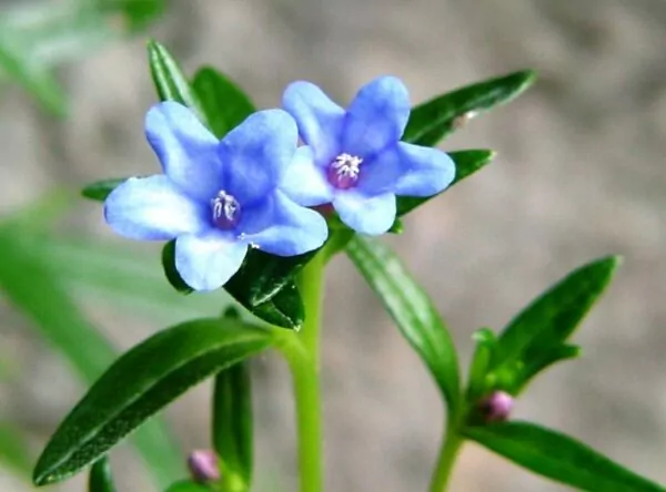 Lithodora rosmarinifolia 
