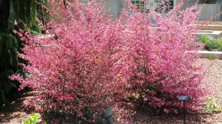 Loropetalum chinense