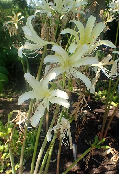 coltivazione lycoris caldwellii