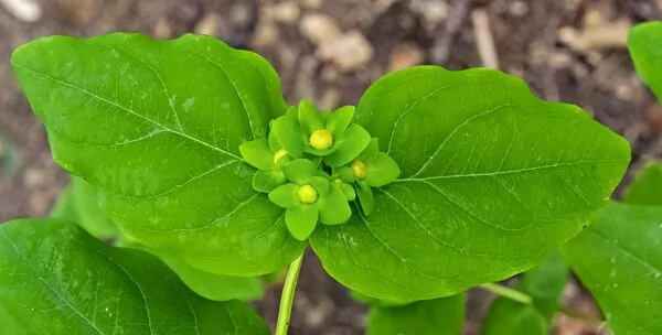 Hypericum androsaemum