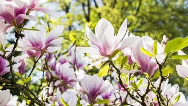 Cosa fiorisce ad aprile? Magnolia
