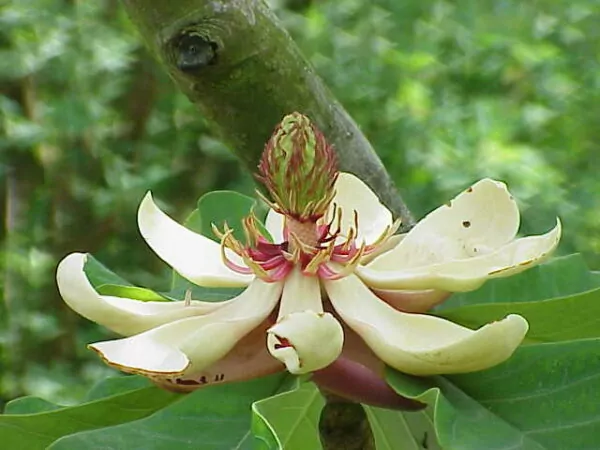 Magnolia obovata 