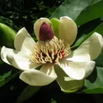 Magnolia obovata (Magnolia Giapponese)
